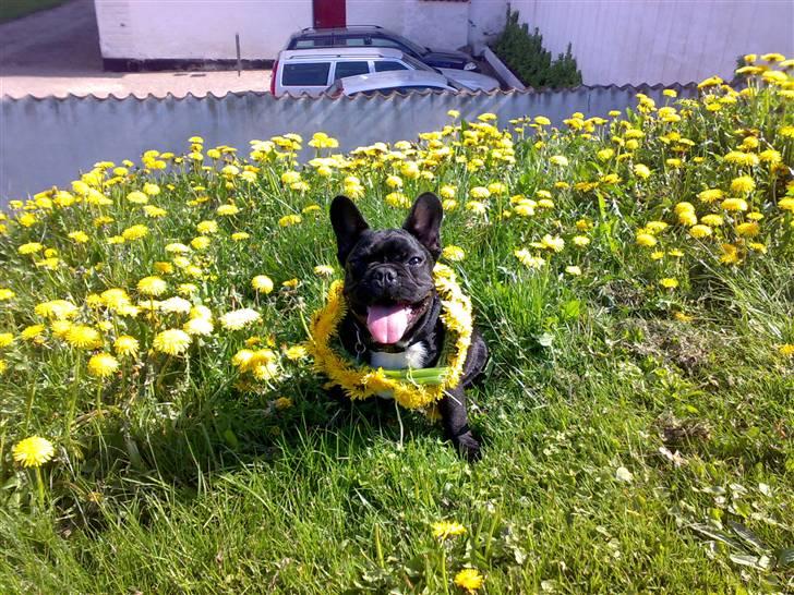 Fransk bulldog Ozzy - Blomsterhygge i parken billede 3