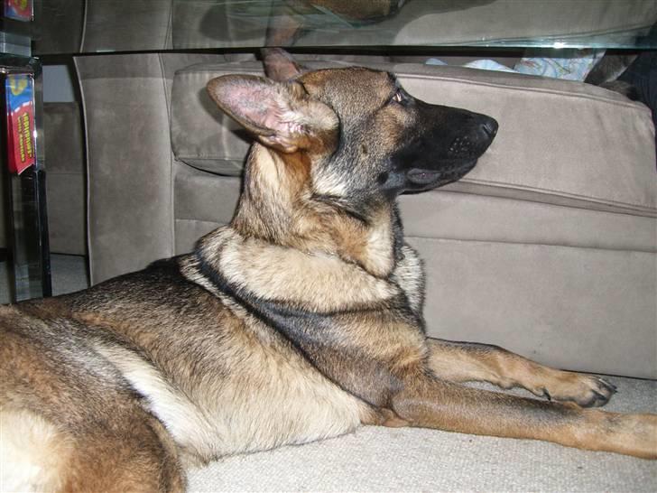 Schæferhund Fenzi billede 6