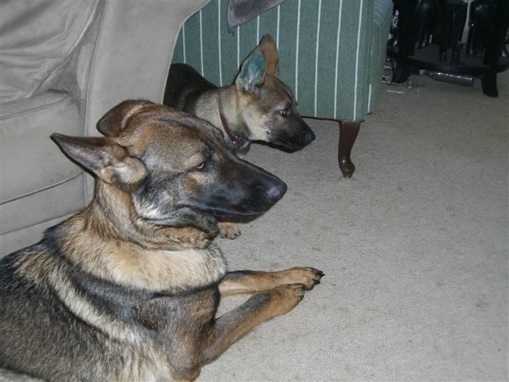 Schæferhund Fenzi billede 7