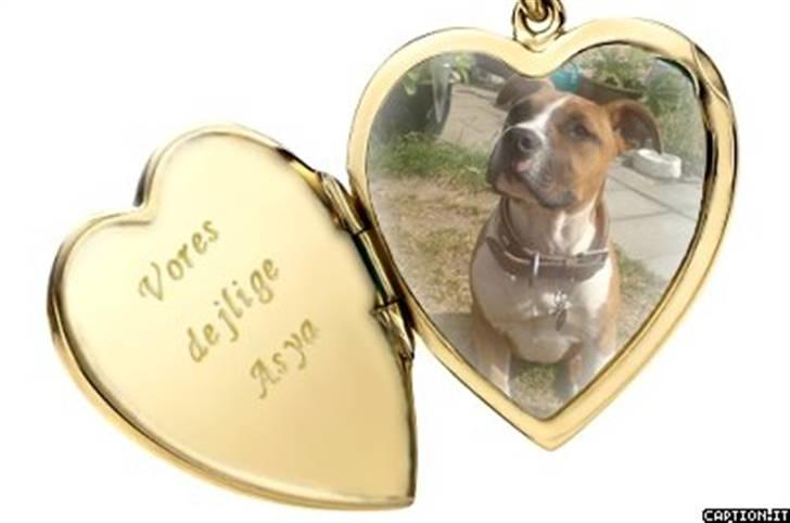 Amerikansk staffordshire terrier Proud Of Asya *Elsket og Savnet for Evigt* billede 17