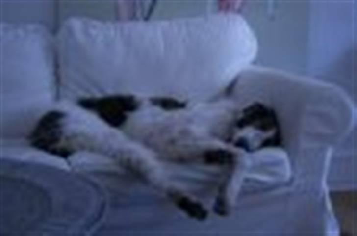 Borzoi Oluf (Olle) billede 3