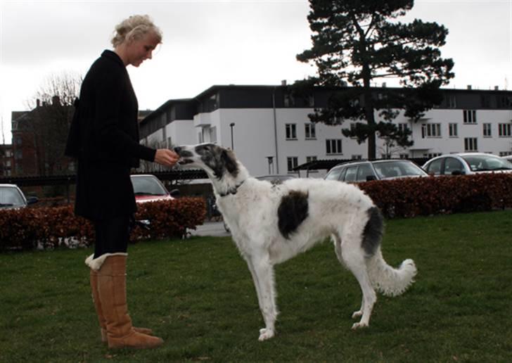 Borzoi Oluf (Olle) billede 4