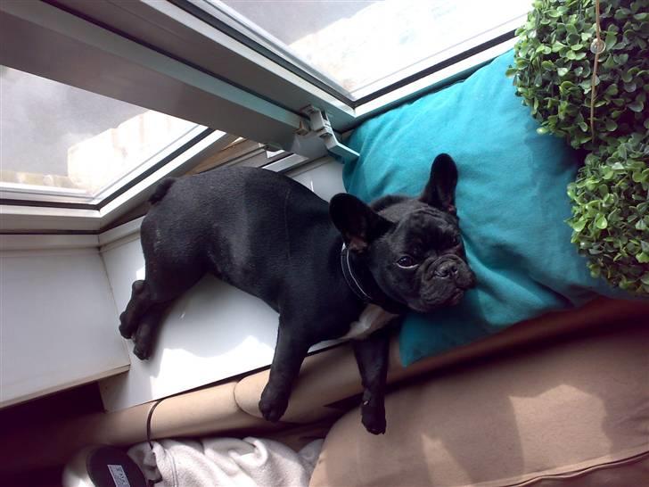 Fransk bulldog Ozzy - Yndlingspladsen i vindueskarmen billede 4