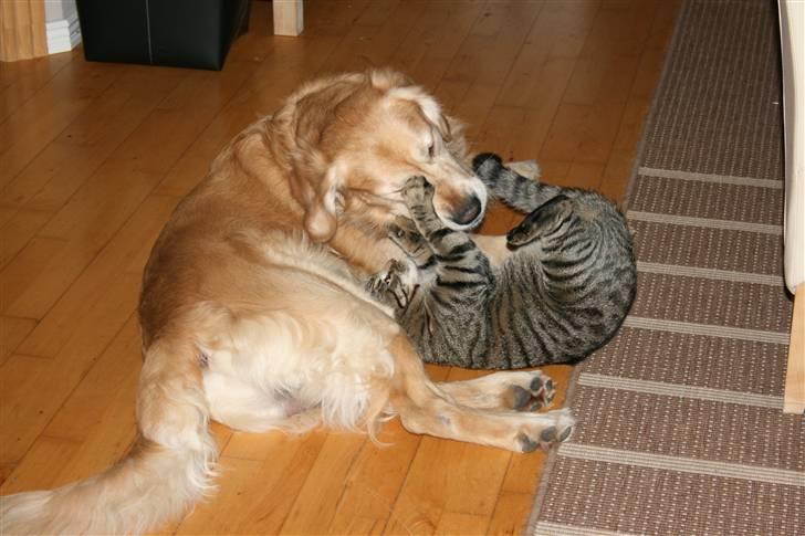 Golden retriever Django<'3 R.I.P  - Django og Simba(Hans bedsteven) ligger og leger (; <3 (Foto: Mig) billede 16