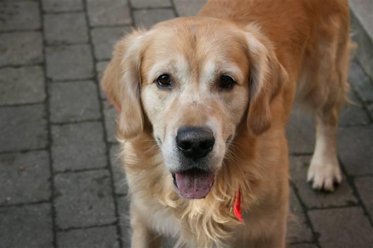Golden retriever Django<'3 R.I.P  - Miin dejlige hund , Han er rigtigt fotogen <3 (: billede 17