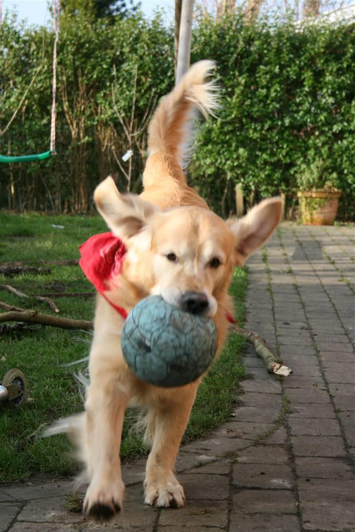 Golden retriever Django<'3 R.I.P  - Vi kalder ham bandana Django , fordi han for det meste har bandana på <3 , her ses så bandana Django i fuld galop <3 (; billede 18