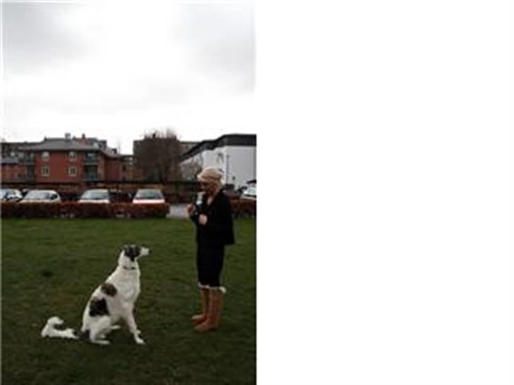 Borzoi Oluf (Olle) billede 5