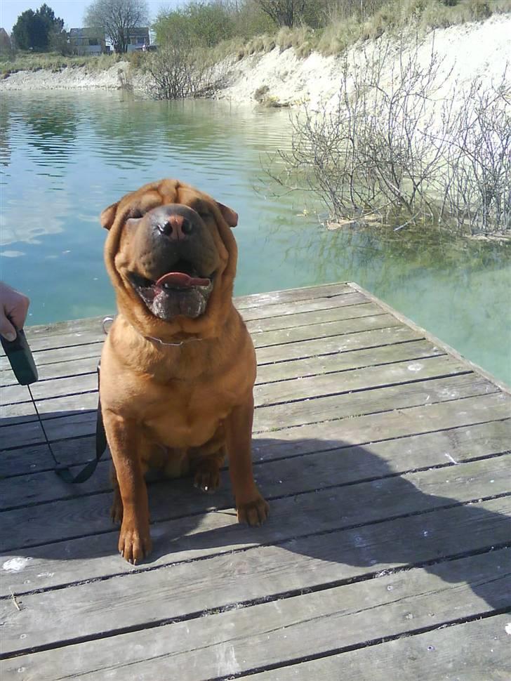 Shar pei R.I.P :'( Chubby  - Nøj hvor er her varmt,men sikke en flot udsigt billede 12