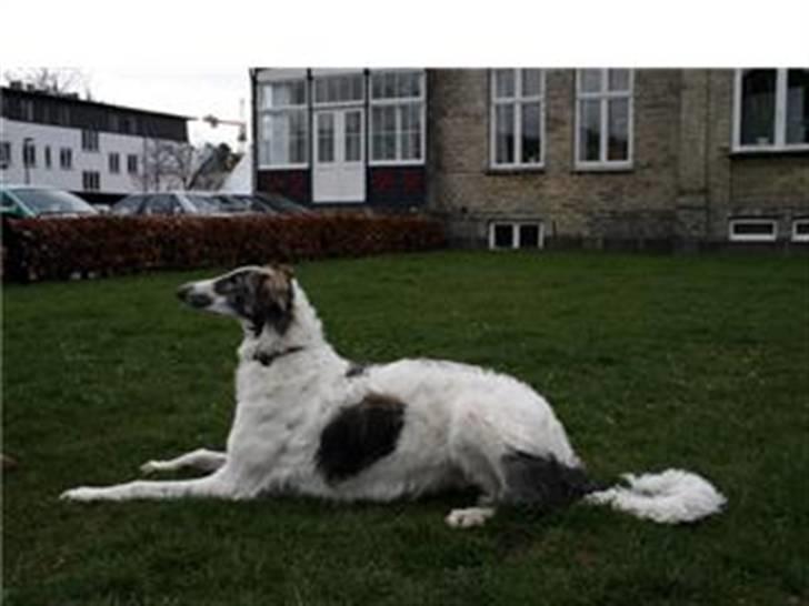 Borzoi Oluf (Olle) billede 6