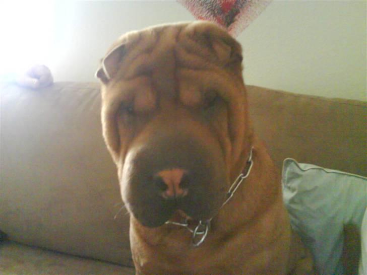 Shar pei R.I.P :'( Chubby  - BØH billede 13