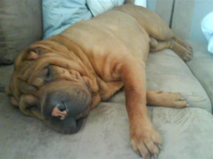 Shar pei R.I.P :'( Chubby  - Lad mig nu sove lidt altså billede 14