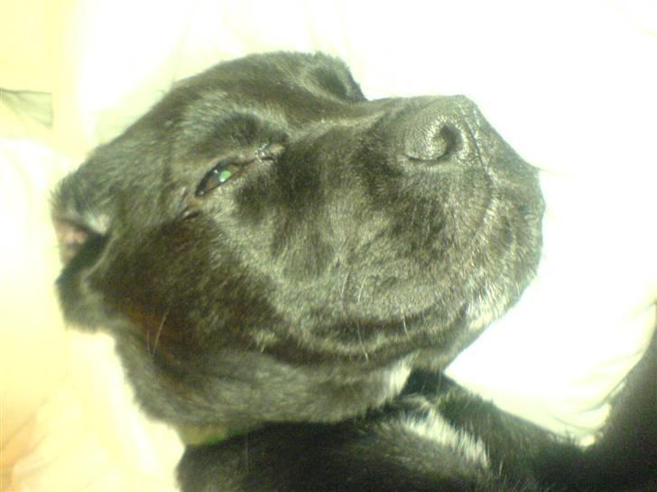 Blanding af racer Chilli - zZzZzZz billede 2
