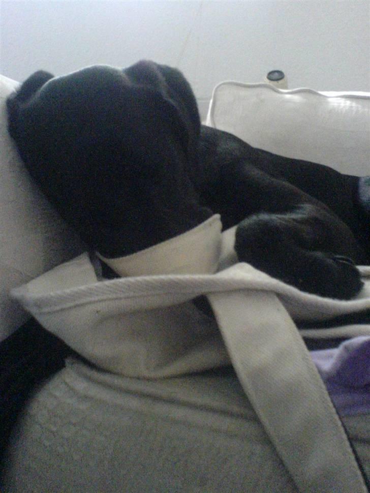Blanding af racer Chilli - Hmm snuden nede i en strand taske.. Mums. :p billede 7
