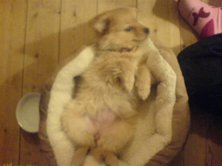 Blanding af racer soffie - da vi lige havde fået hende :) billede 16