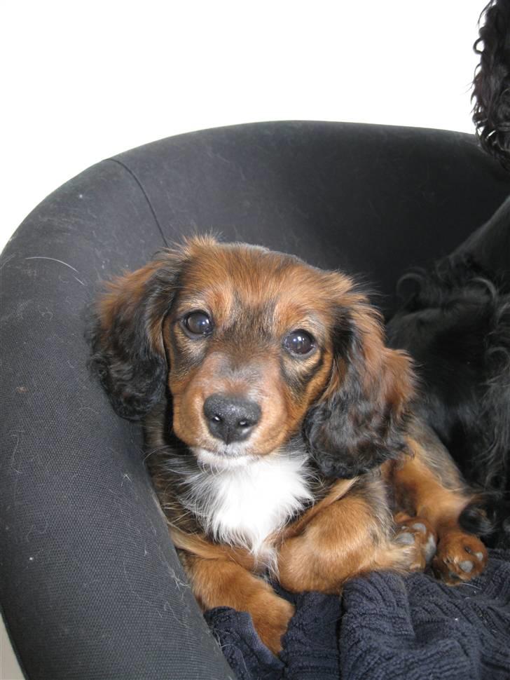 Dværggravhund Fie - Hej Hej:) billede 7