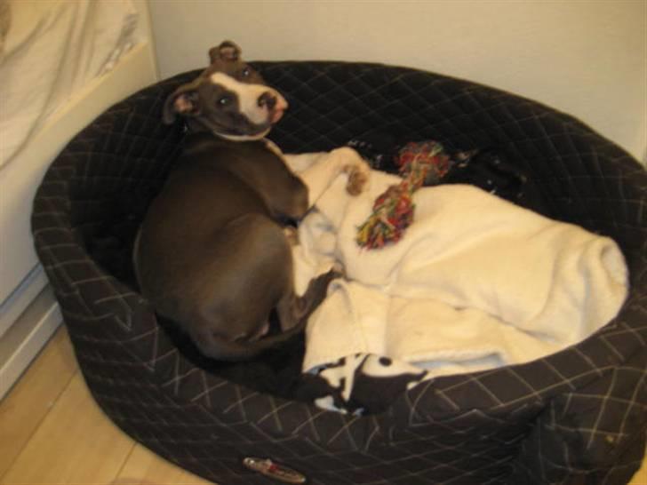 Amerikansk staffordshire terrier Malde - oh hvad laver i nu?   billede 1