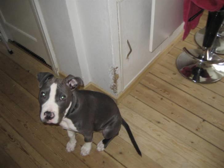 Amerikansk staffordshire terrier Malde billede 2