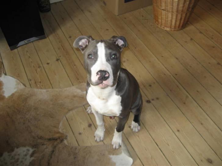 Amerikansk staffordshire terrier Malde billede 3