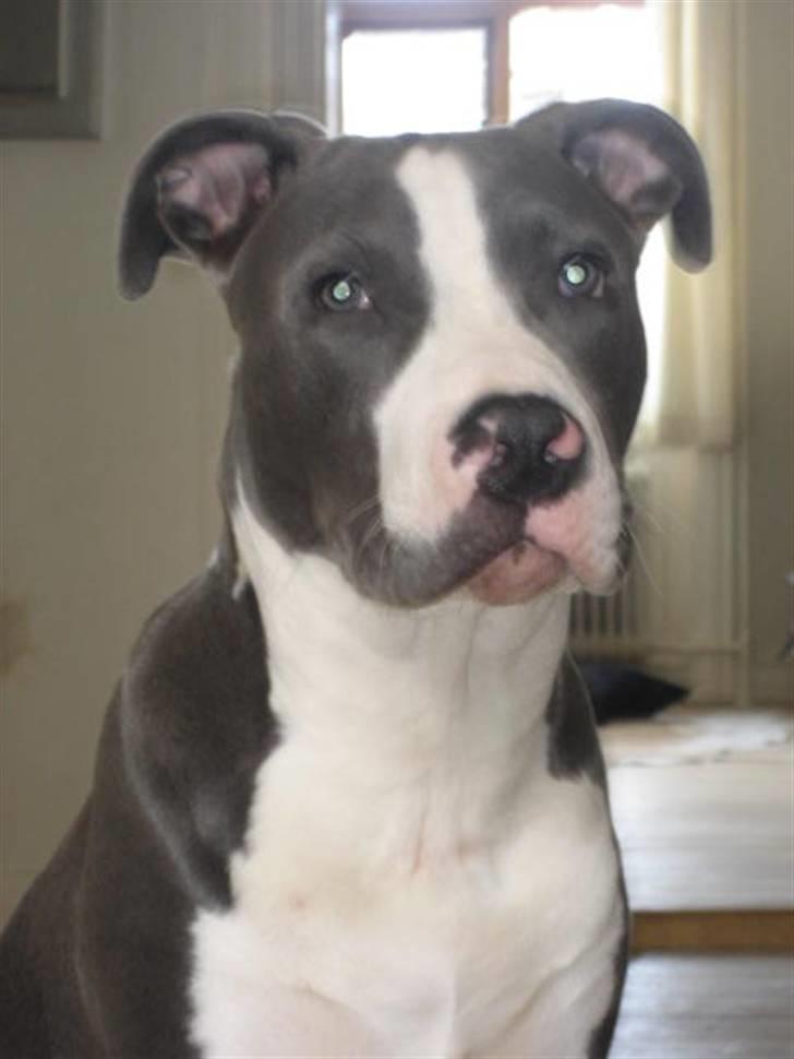 Amerikansk staffordshire terrier Malde - skolefoto billede 4