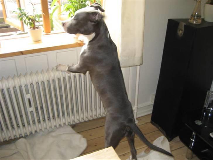 Amerikansk staffordshire terrier Malde - hov, går der nogen udenfor billede 5