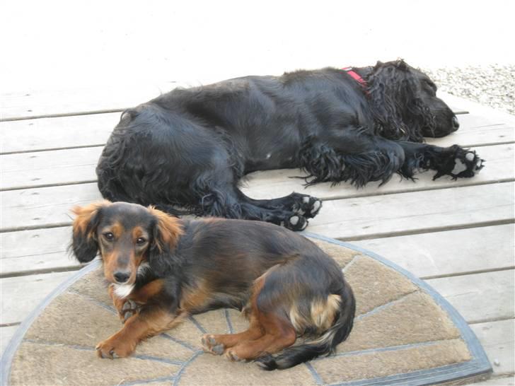 Dværggravhund Fie - En slapper på trappen. billede 8