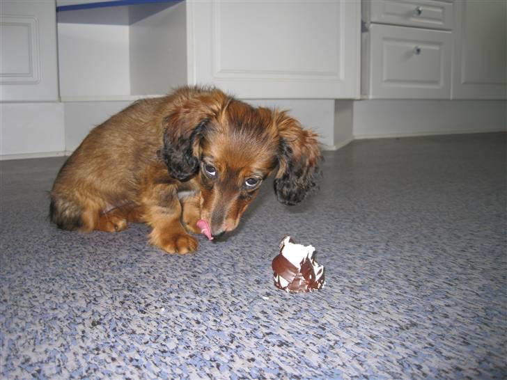 Dværggravhund Fie - MUMS! billede 9