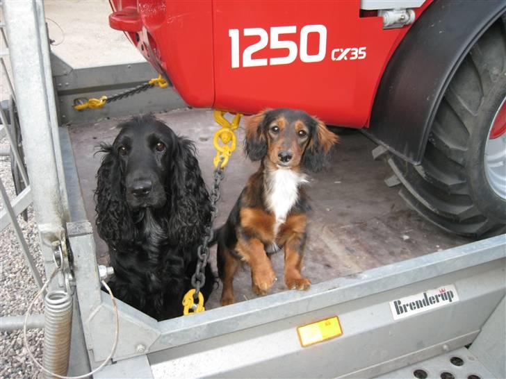 Dværggravhund Fie - Far får ikke lov til at køre på arbejde uden os! billede 10