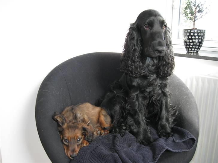 Cocker spaniel Frida - Holder øje med min nye lillesøster billede 19