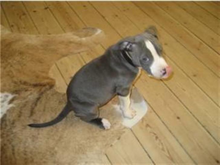 Amerikansk staffordshire terrier Malde billede 6