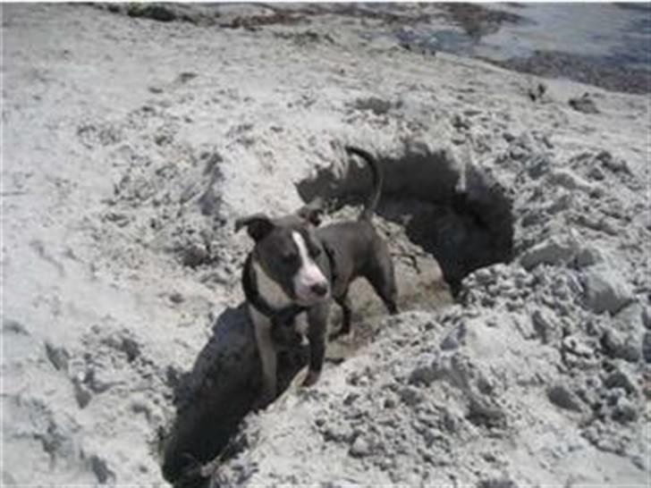 Amerikansk staffordshire terrier Malde - Maldes første tur på stranden juni 2008 billede 7