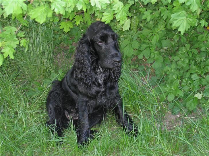 Cocker spaniel Frida - Jeg Eeeelsker at være ude. billede 20