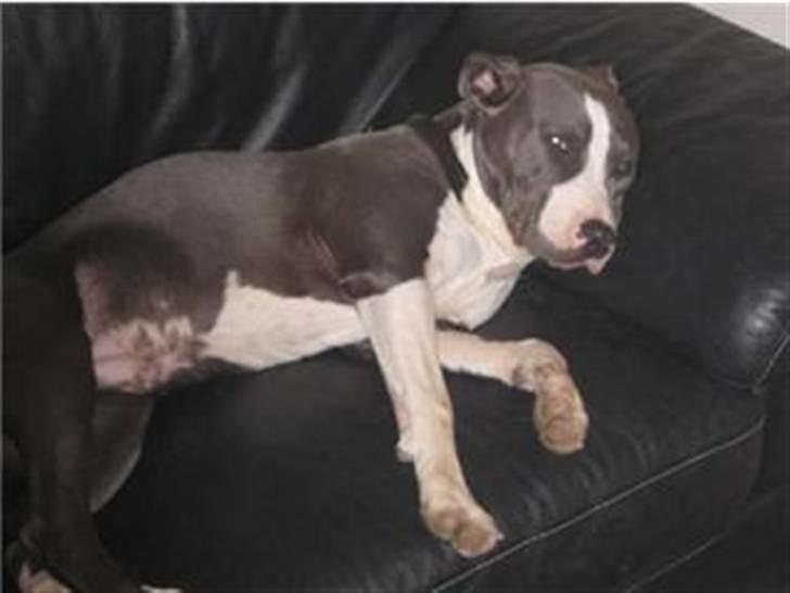Amerikansk staffordshire terrier Malde - meget træt, har formentlig været i skoven billede 8