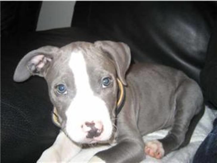 Amerikansk staffordshire terrier Malde - 11 uger gammel billede 9