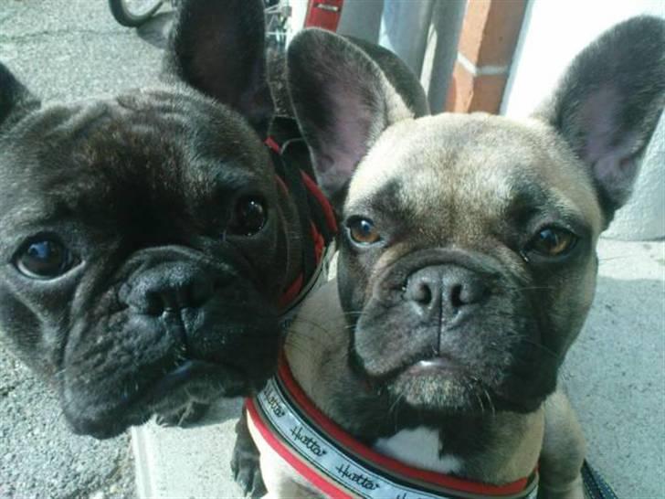 Fransk bulldog Tinga billede 1