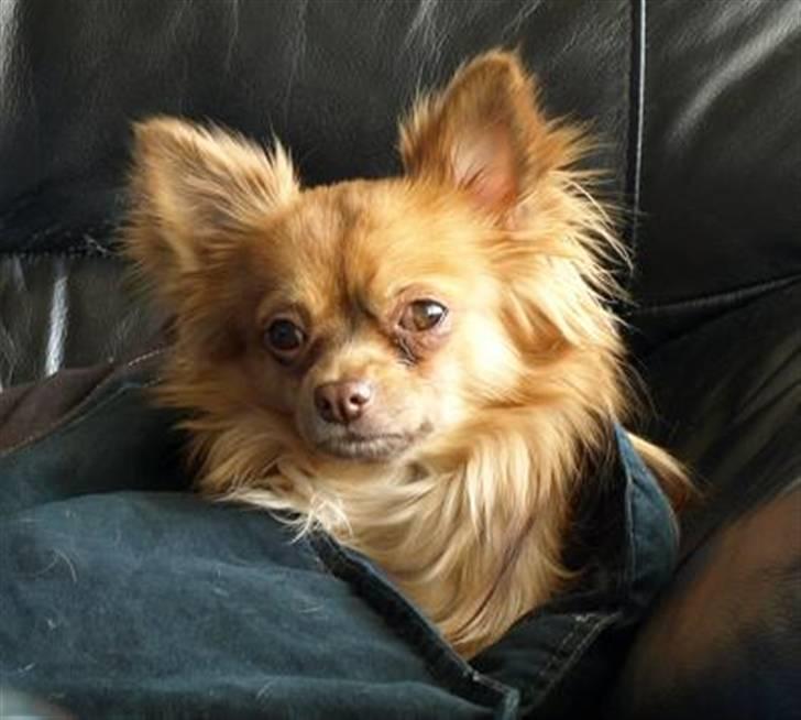 Chihuahua Chico billede 1