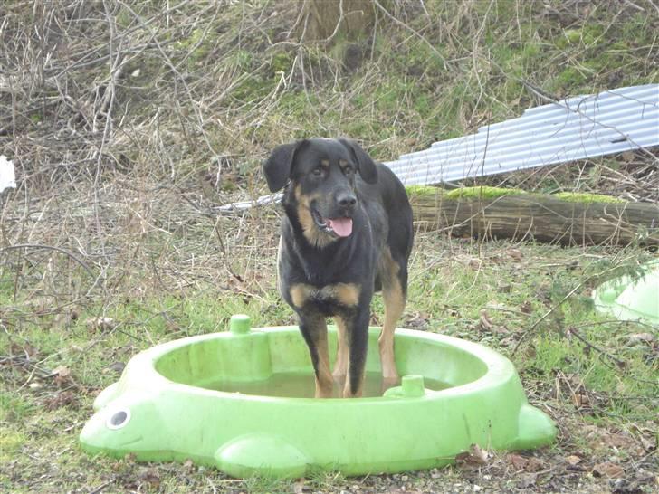 Blanding af racer Kenzo - Kenzo i hans lille bassin billede 1