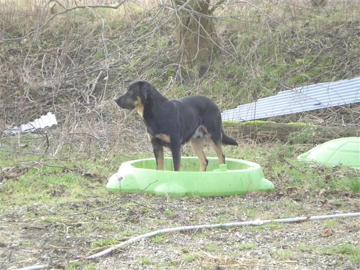 Blanding af racer Kenzo - Kenzo holder udkig billede 2