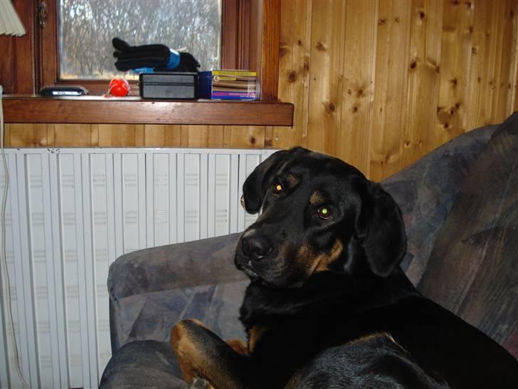 Blanding af racer Kenzo - Kenzo putter i sofaen (deres egen sofa, ved godt de ikke må være i vores) billede 3