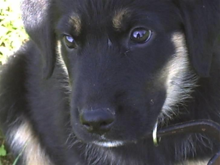 Blanding af racer Kenzo - Kenzo da han var lille (8 uger) billede 5