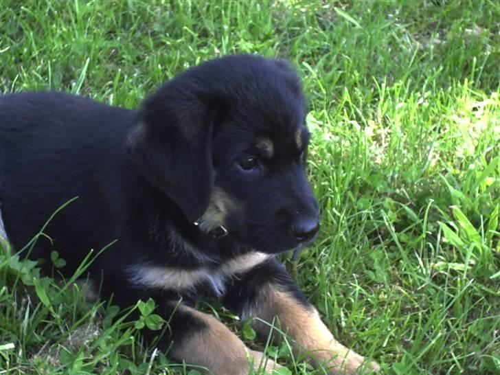 Blanding af racer Kenzo - Kenzo da han var lille (8 uger) billede 6