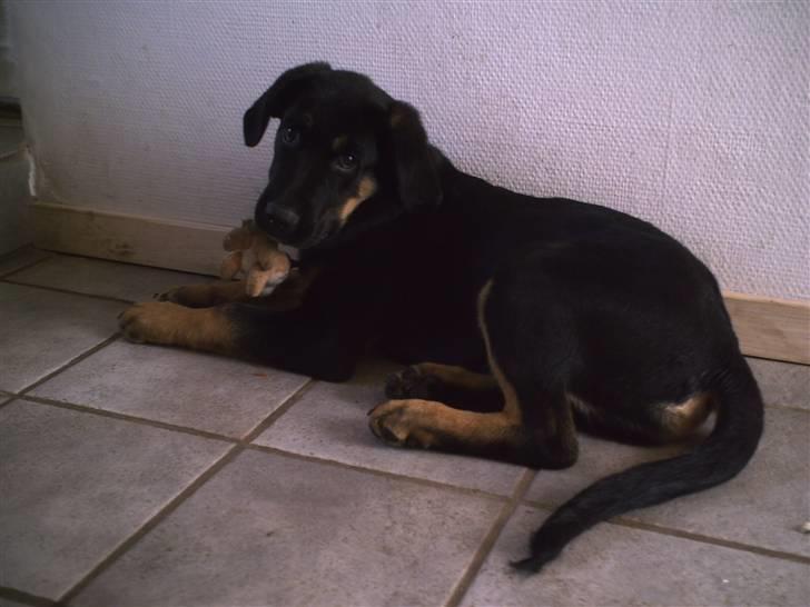 Blanding af racer Kenzo - Kenzo hygger med hans bamse (da han var 15 uger) billede 7