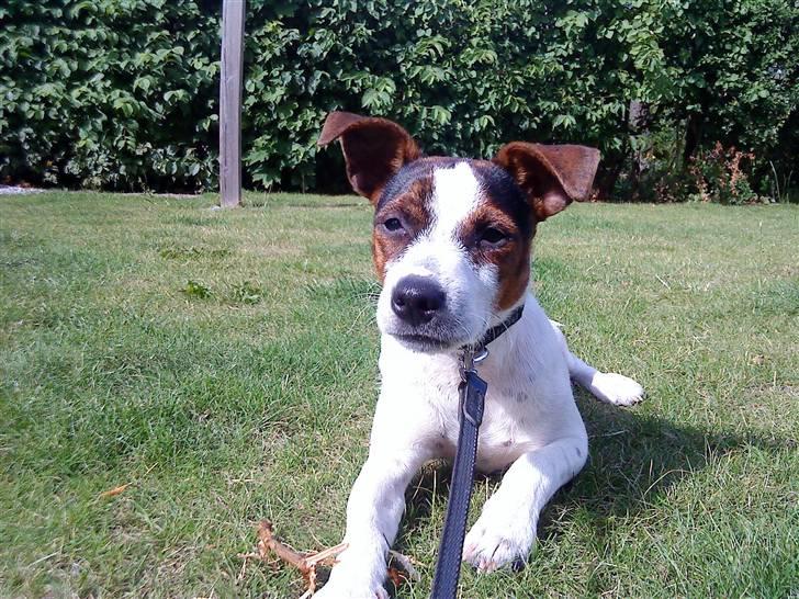 Dansk svensk gaardhund futte billede 15