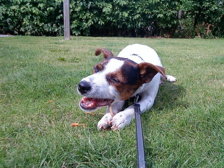 Dansk svensk gaardhund futte billede 16