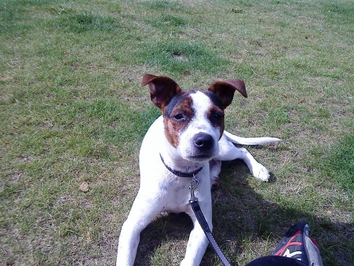 Dansk svensk gaardhund futte billede 17