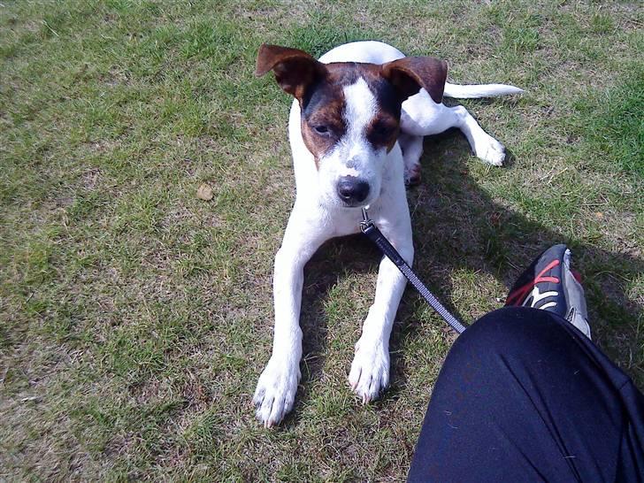 Dansk svensk gaardhund futte billede 18