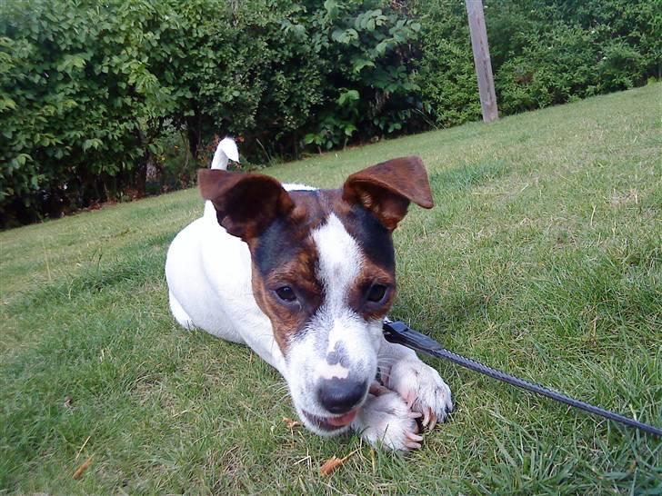 Dansk svensk gaardhund futte billede 19