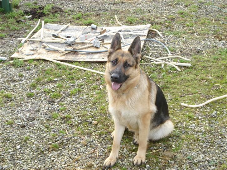 Schæferhund Molly - Molly sidder og posere billede 1