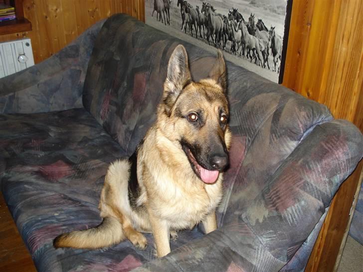 Schæferhund Molly - Molly i  deres sofa billede 2