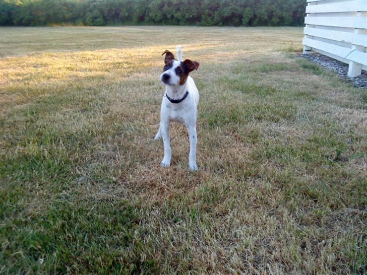 Dansk svensk gaardhund futte billede 20