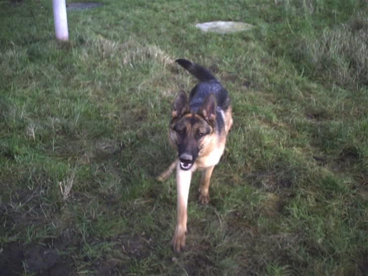 Schæferhund Molly - Molly leger udenfor billede 3